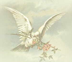 Dove
